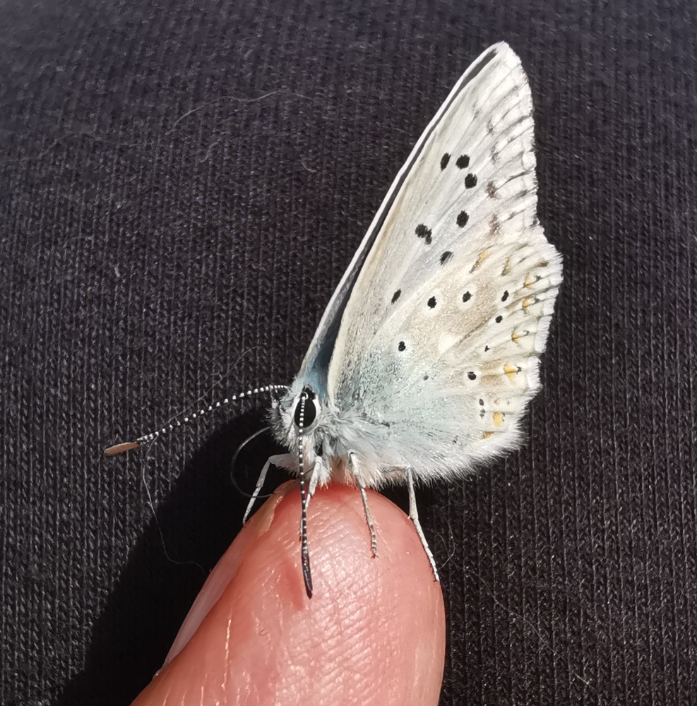 La farfalla e altri animali – Inchiostroneroweb, image size:987x1000