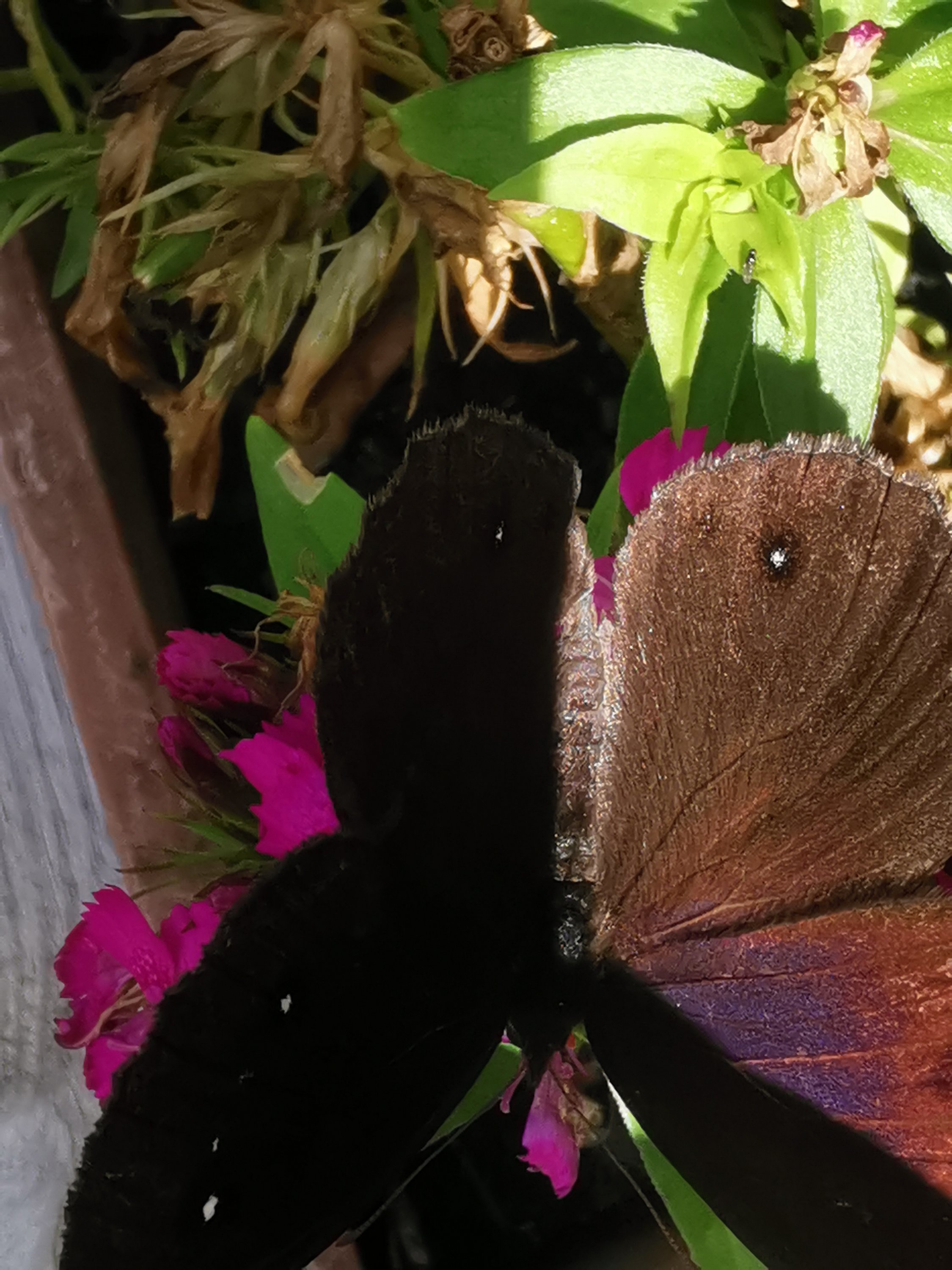 Farfalla nera Inchiostroneroweb
