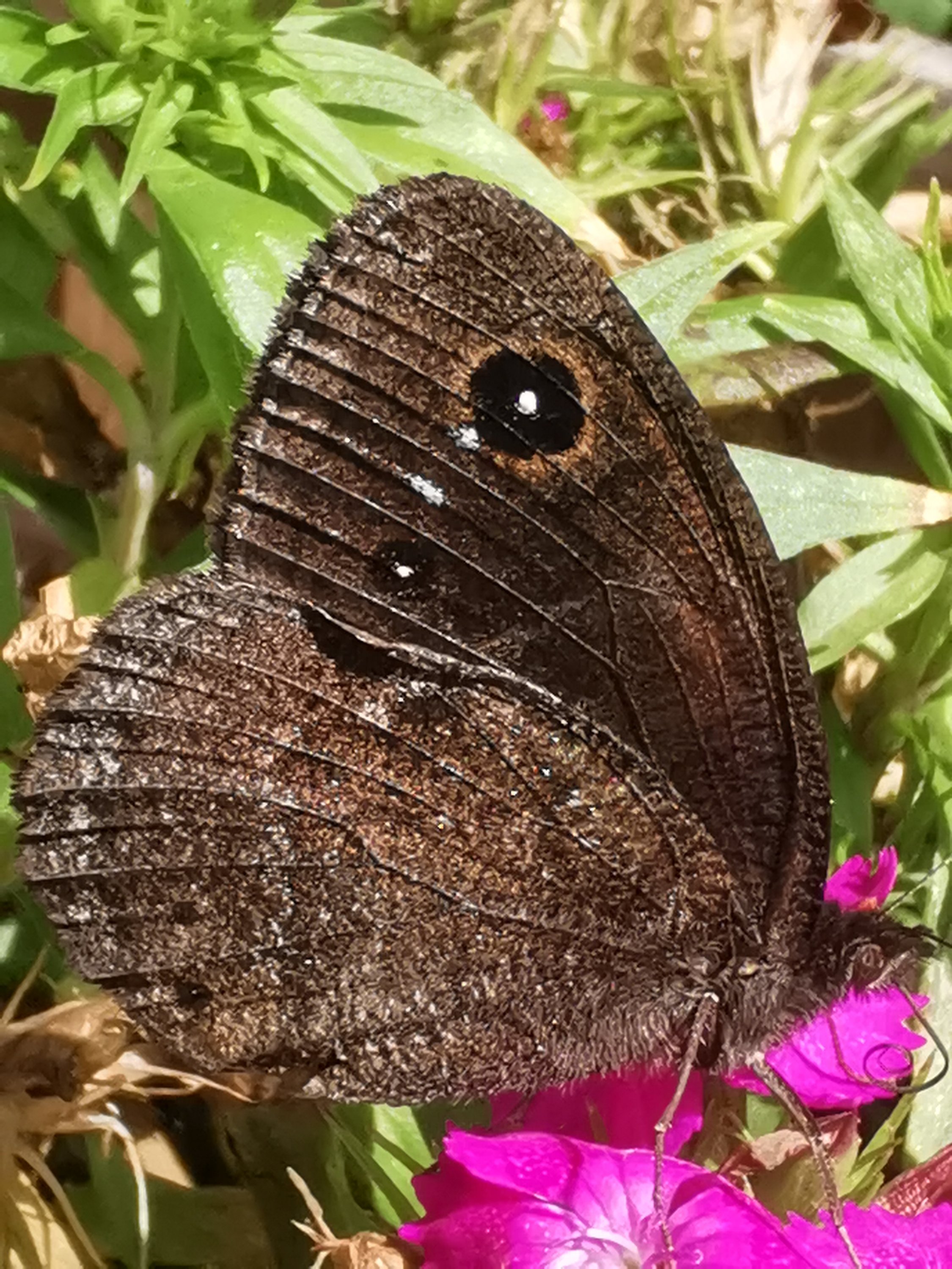 Farfalla nera Inchiostroneroweb