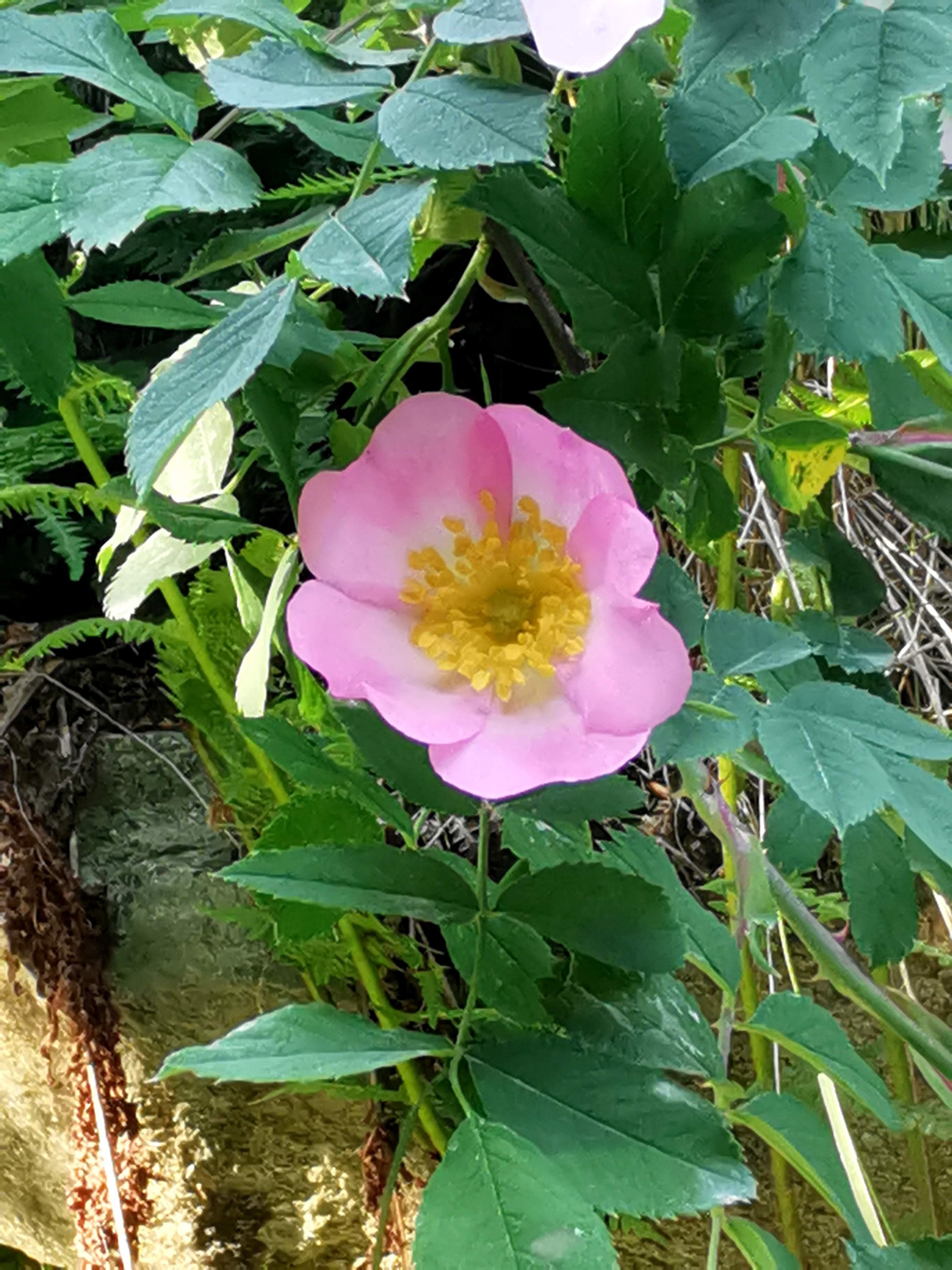 Tante tonalità del rosa – Inchiostroneroweb